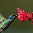 Tutte le specie di colibrì - Immagini e curiosità