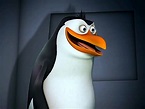 Rico the (Mad) Penguin :) - Rico:The Penguins Of Madagascar Photo ...