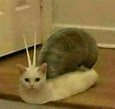Rare Cursed Cat Images | Unnerving Images for Your All