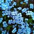 Forget Me Not flower meaning, origins, and other interesting facts