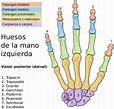 ¿Cuáles son los huesos de la mano? - Curiosoando