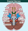 Cranial Nerves - Function, Table, Anatomy and FAQs
