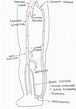 Las venas de los miembros inferiores - Instituto Vascular Salarich