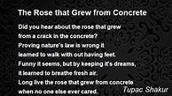 The Rose That Grew From Concrete Poem by Tupac Shakur - Poem Hunter