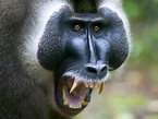 All About Animal Wildlife: Baboon Animal Facts Photos and Images