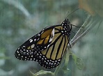 Mariposa aún con alas dobladas | Casi recién "nacida". Butte… | Flickr
