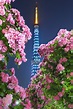 東京カメラ部 New：Emi Tsutsumi | Tokyo rose, Tower, Cool photos