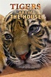 Tigers About the House: Season 1 Pictures - Rotten Tomatoes
