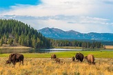National Parks: The Story, From John Muir to Yellowstone and Beyond