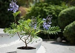 Care guide for Jacaranda Bonsai (Jacaranda mimosifolia) - Bonsai Empire