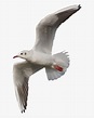 Flying Seagull Png, Transparent Png , Transparent Png Image - PNGitem