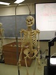 Human Skeleton | A real live skeleton.... Well...as live as … | Flickr