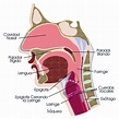 Esquema de la faringe ¡Fotos & Guía 2024!
