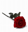 Ethereal Blooms Rosie Single Preserved Rose | Harrods AU