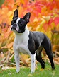 Boston terrier: todo lo que debes saber sobre esta raza