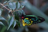 Queen Alexandra’s Birdwing: What Is The Largest Butterfly In The World?