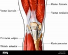 Anterior Muscles of Knee Stock Photo: 7710697 - Alamy