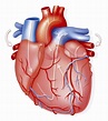 【El Corazón: ¿Qué es? Características, Localización y Funciones】