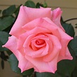 Single Rose | Pink flowers, Rose, Single rose