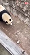 遊客逛動物園飲料滑落 熊貓「下1反應」震驚全網：顛覆印象了 | 國際 | 三立新聞網 SETN.COM