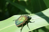 Green June Beetles: Out-and-About | Extension Entomology