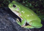 Australia's native frogs - The Australian Museum