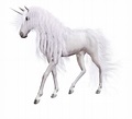 Real Unicorn With White Background - Clip Art Library
