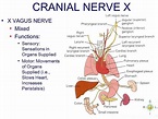Vagus Nerve - Function, Location, Anatomy and FAQs
