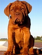 Dogo de Burdeos - Molosoides tipo dogo - Perros franceses