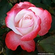 Edelrose Nostalgie® - Stark duftende Rose mit zweifarbiger Rosenblüte ...