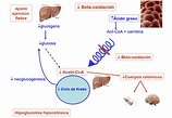 Cuerpos Cetónicos; Cuerpos Acetónicos; Acetonemia; Acetonuria ...