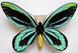 Specimen of Queen Alexandra Birdwing butterfly. Brilliant colours ...