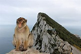 ¿Por qué hay monos en el peñón de Gibraltar? - ¡DESCÚBRELO!