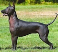 Xoloitzcuintli - Dog Breed history and some interesting facts