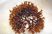 Devoid Of Culture And Indifferent To The Arts: Foraging: Irish Moss ...