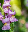Growing Snapdragon Flowers: How To Plant & Care For Snapdragons