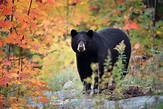 8 Surprising Facts About Black Bears