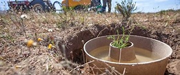 Cocoon-depósito de agua biodegradable para la planta - Reforestex