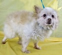 Pomeranian dog for Adoption in Griffin, GA, USA. ADN-890351 on ...