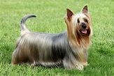 Silky Terrier Australiano - Fotos y Características - Razas de Perros