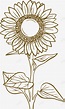 手绘素描向日葵花朵矢量图png图片免费下载-素材7XSWgaqUa-新图网