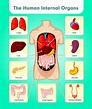 The Human Internal Organs | Human body activities, Human body organs ...
