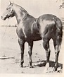 Eternal Sun Grandsire of Do It Dodger Michigan AQHA Hall of Fame ...