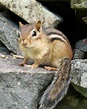 File:Tamia rayé -- Eastern chipmunk 2.jpg - Wikimedia Commons