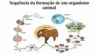 6ºANO - CIÊNCIAS - NÍVEIS DE ORGANIZAÇÃO DOS ANIMAIS - YouTube
