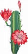 Cactus Flower Painting, Cactus Paintings, Watercolor Flowers ...