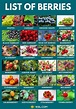 Types of Berries: List of 49 Berries with Yummy Pictures • 7ESL