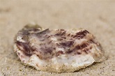 Pacific oyster, Crassostrea gigas, lying on sandy beach, close-up stock ...