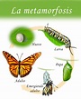 Resumen de la metamorfosis: tipos, fases, importancia, ejemplos