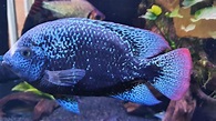 Black Nasty Cichlid (Nandopsis Haitiensis) – Hook’D On Fish